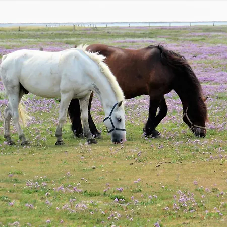 Haus Delft Agadir Juist