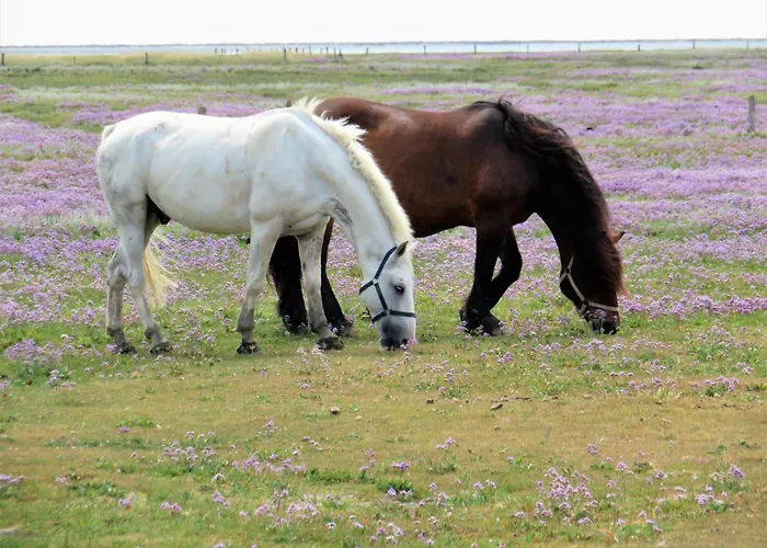Haus Delft Agadir ユイスト